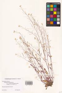 Резушка песчаная, Резуховидка песчаная (L.) Lawalrée, Восточная Европа, Центральный район (E4) (Россия)