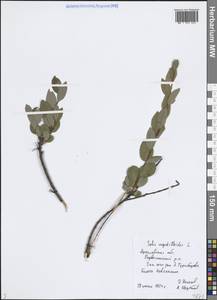 Ива черничная L., Восточная Европа, Центральный лесной район (E5) (Россия)