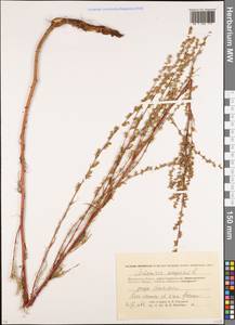 Полынь равнинная, Полынь полевая L., Восточная Европа, Московская область и Москва (E4a) (Россия)