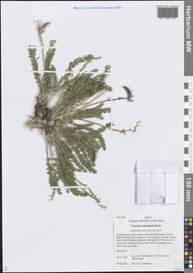 Остролодочник многолисточковый Benth., Средняя Азия и Казахстан, Памир и Памиро-Алай (M2) (Таджикистан)