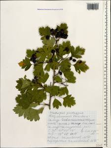 Боярышник пятипестичный Waldst. & Kit. ex Willd., Кавказ, Дагестан (K2) (Россия)