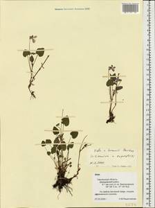 Viola ×braunii Borbás, Восточная Европа, Западный район (E3) (Россия)
