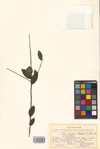 Падуб морщинистый F.Schmidt, Сибирь, Дальний Восток (S6) (Россия)