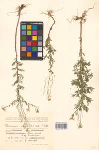 Дескурения Софии (L.) Webb ex Prantl, Восточная Европа, Центральный лесостепной район (E6) (Россия)