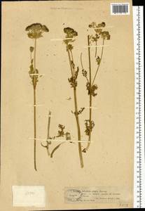 Шульция косматая (Pall.) Spreng., Сибирь, Западный (Казахстанский) Алтай (S2a) (Казахстан)