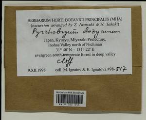 Pyrrhobryum dozyanum (Sande Lac.) Manuel, Гербарий мохообразных, Мхи - Азия (вне границ бывшего СССР) (BAs) (Япония)
