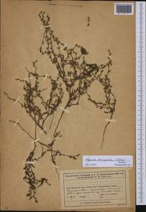 Липучка поникшая (Lehm.) Menyh., Средняя Азия и Казахстан, Муюнкумы, Прибалхашье и Бетпак-Дала (M9) (Казахстан)