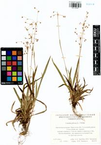 Ожика волосистая (L.) Willd., Сибирь, Прибайкалье и Забайкалье (S4) (Россия)