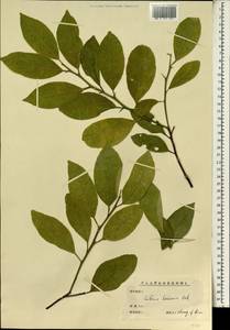 Citrus medica L., Зарубежная Азия (ASIA) (КНР)