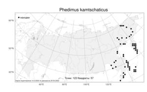 Phedimus kamtschaticus, Очиток камчатский (Fisch.) 't Hart, Атлас флоры России (FLORUS) (Россия)