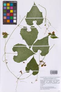 Схизопепон бриониелистный Maxim., Восточная Европа, Московская область и Москва (E4a) (Россия)