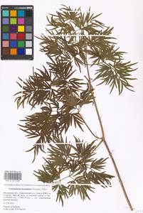 Cenolophium fischeri (Spreng.) W. D. J. Koch, Восточная Европа, Московская область и Москва (E4a) (Россия)