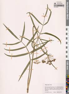 Поручейник приятный Walter, Сибирь, Чукотка и Камчатка (S7) (Россия)