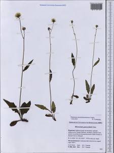 Hieracium pseudofariniramum Tupitz., Сибирь, Прибайкалье и Забайкалье (S4) (Россия)