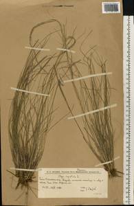 Ковыль волосатик, Тырса L., Восточная Европа, Нижневолжский район (E9) (Россия)