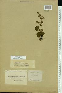 Манжетка сверкающая Buser, Восточная Европа, Северный район (E1) (Россия)