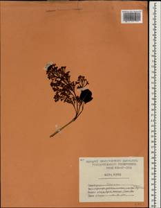 Syringa pubescens subsp. patula (Palib.) M.C.Chang & X.L.Chen, Зарубежная Азия (ASIA) (КНДР)