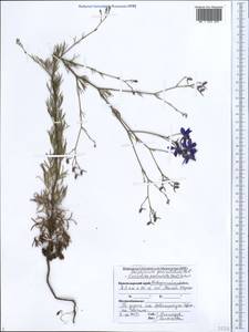 Delphinium consolida subsp. paniculatum (Host) N. Busch, Кавказ, Черноморское побережье (от Новороссийска до Адлера) (K3) (Россия)