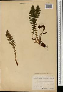 Щитовник пахучий (L.) Schott, Монголия (MONG) (Монголия)