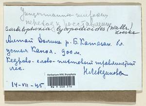 Barbilophozia lycopodioides (Wallr.) Loeske, Гербарий мохообразных, Мхи - Западная Сибирь (включая Алтай) (B15) (Россия)
