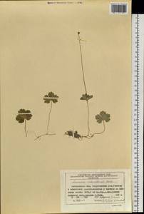 Anemonastrum richardsonii (Hook.) Mosyakin, Сибирь, Чукотка и Камчатка (S7) (Россия)