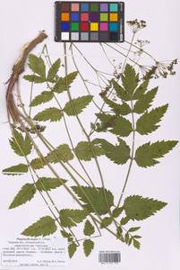 Бедренец большой (L.) Huds., Восточная Европа, Северо-Западный район (E2) (Россия)