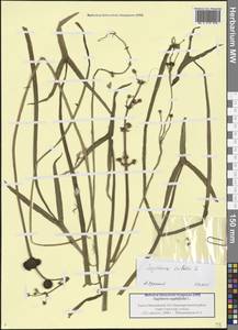 Стрелолист трехлистный L., Сибирь, Западная Сибирь (S1) (Россия)