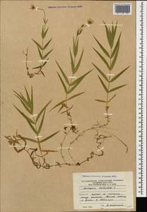Rabelera holostea (L.) M. T. Sharples & E. A. Tripp, Кавказ, Южная Осетия (K4b) (Южная Осетия)