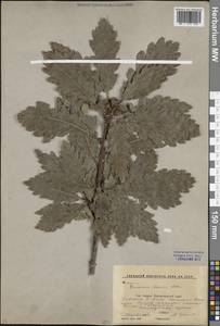 Дуб грузинский (Steven ex M.Bieb.) Krassiln., Кавказ, Ставропольский край, Карачаево-Черкесия, Кабардино-Балкария (K1b) (Россия)