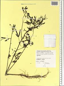 Desmanthus virgatus (L.)Willd., Африка (AFR) (Сейшельские острова)
