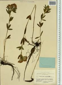 Клевер люпиновый L., Сибирь, Западный (Казахстанский) Алтай (S2a) (Казахстан)