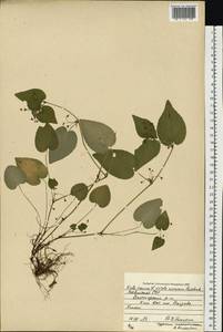 Viola ×kiliensis E. H. L. Krause, Восточная Европа, Латвия (E2b) (Латвия)