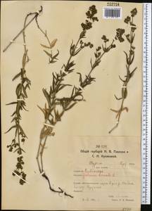 Подмаренник северный L., Средняя Азия и Казахстан, Северный и Центральный Казахстан (M10) (Казахстан)