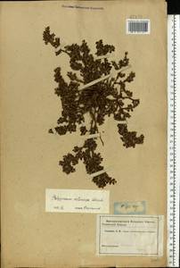 Polygonum arenastrum subsp. arenastrum, Восточная Европа, Южно-Украинский район (E12) (Украина)