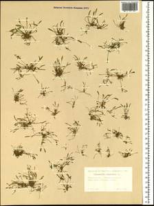 Лужница водяная L., Сибирь, Западная Сибирь (S1) (Россия)