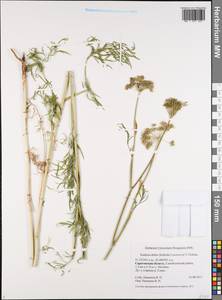 Кадения сомнительная (Schkuhr) Lavrova & V.N.Tikhom., Восточная Европа, Нижневолжский район (E9) (Россия)