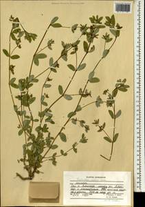 Euphorbia indica Lam., Зарубежная Азия (ASIA) (Афганистан)