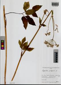 Сныть обыкновенная L., Сибирь, Алтай и Саяны (S2) (Россия)