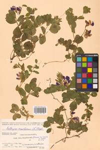 Lathyrus japonicus var. maritimus (L.) J.T.Kartesz & Gandhi, Сибирь, Чукотка и Камчатка (S7) (Россия)