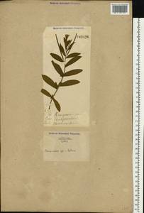 Chamaenerion angustifolium subsp. angustifolium, Восточная Европа, Северо-Украинский район (E11) (Украина)