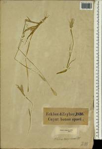 Хлорис прутьевидный Sw., Африка (AFR) (ЮАР)
