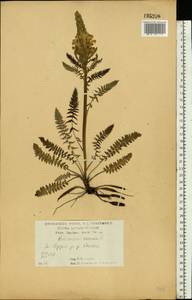 Мытник Кауфмана, Мытник Кауфманна Pinzger, Восточная Европа, Центральный лесостепной район (E6) (Россия)