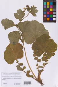 Гравилат крупнолистный Willd., Восточная Европа, Московская область и Москва (E4a) (Россия)