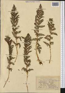 Dryopteris villarii (Bell) Woyn. ex Schinz & Thell., Западная Европа (EUR) (Швейцария)