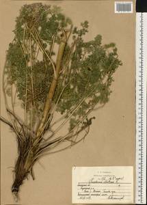 Златогоричник морозниковый (L.) Schur, Восточная Европа, Центральный лесостепной район (E6) (Россия)