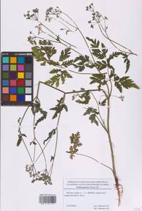 Пупырник японский, Торилис японский (Houtt.) DC., Восточная Европа, Московская область и Москва (E4a) (Россия)