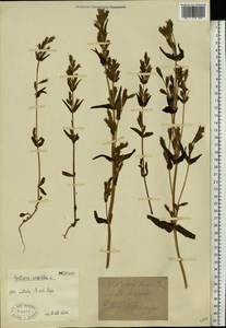 Горечавочка горьковатая (L.) Börner, Восточная Европа, Латвия (E2b) (Латвия)