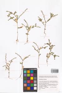 Крепкоплодник сирийский (L.) W.T.Aiton, Восточная Европа, Нижневолжский район (E9) (Россия)