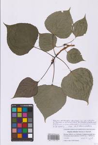 Populus deltoides × moscoviensis, Восточная Европа, Московская область и Москва (E4a) (Россия)