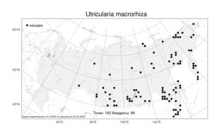 Utricularia macrorhiza, Пузырчатка крупнокорневая Leconte, Атлас флоры России (FLORUS) (Россия)